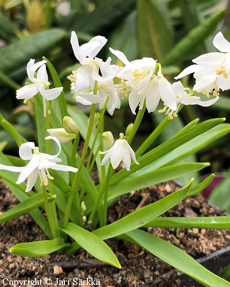Othocallis (Scilla) siberica 'Alba', id�nsinililja